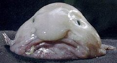 Blobfish