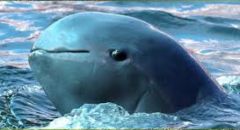 Delfin Irraway