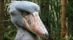 Shoebill