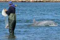 Laguna: Pesca ayudados por delfines