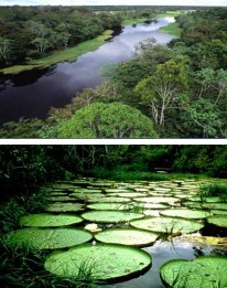 Selva Amazonas