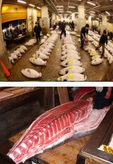 Mercado de Tsukiji: Tokio