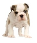 Perro bulldog