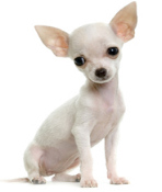 Perro chihuahua