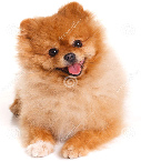 Perro pomerian