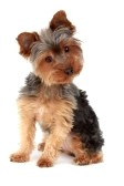 Perro yorkie