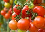 Tomates