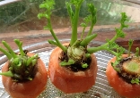 Zanahorias sin semillas