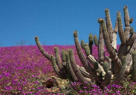 Atacama Florecido