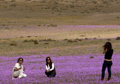 Atacama Florecido