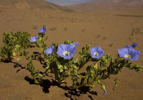 Atacama Florecido