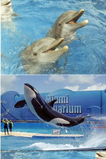 Miami Seaquarium